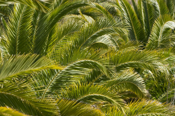 Foto: Shutterstock