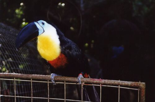 Tucan