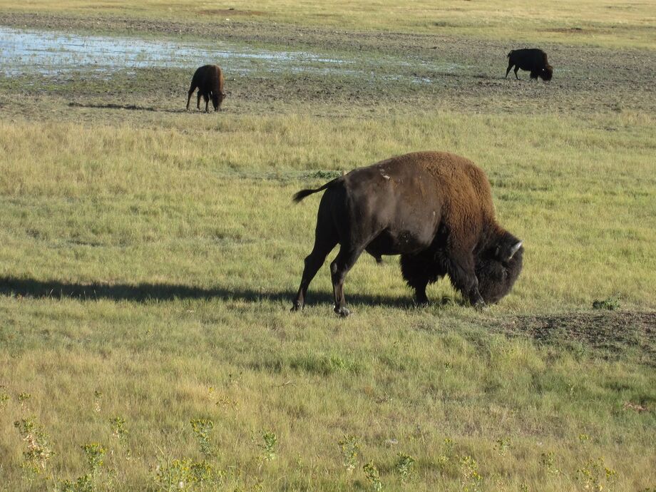 Bison Nebraska, USA Olehar Reiseguiden