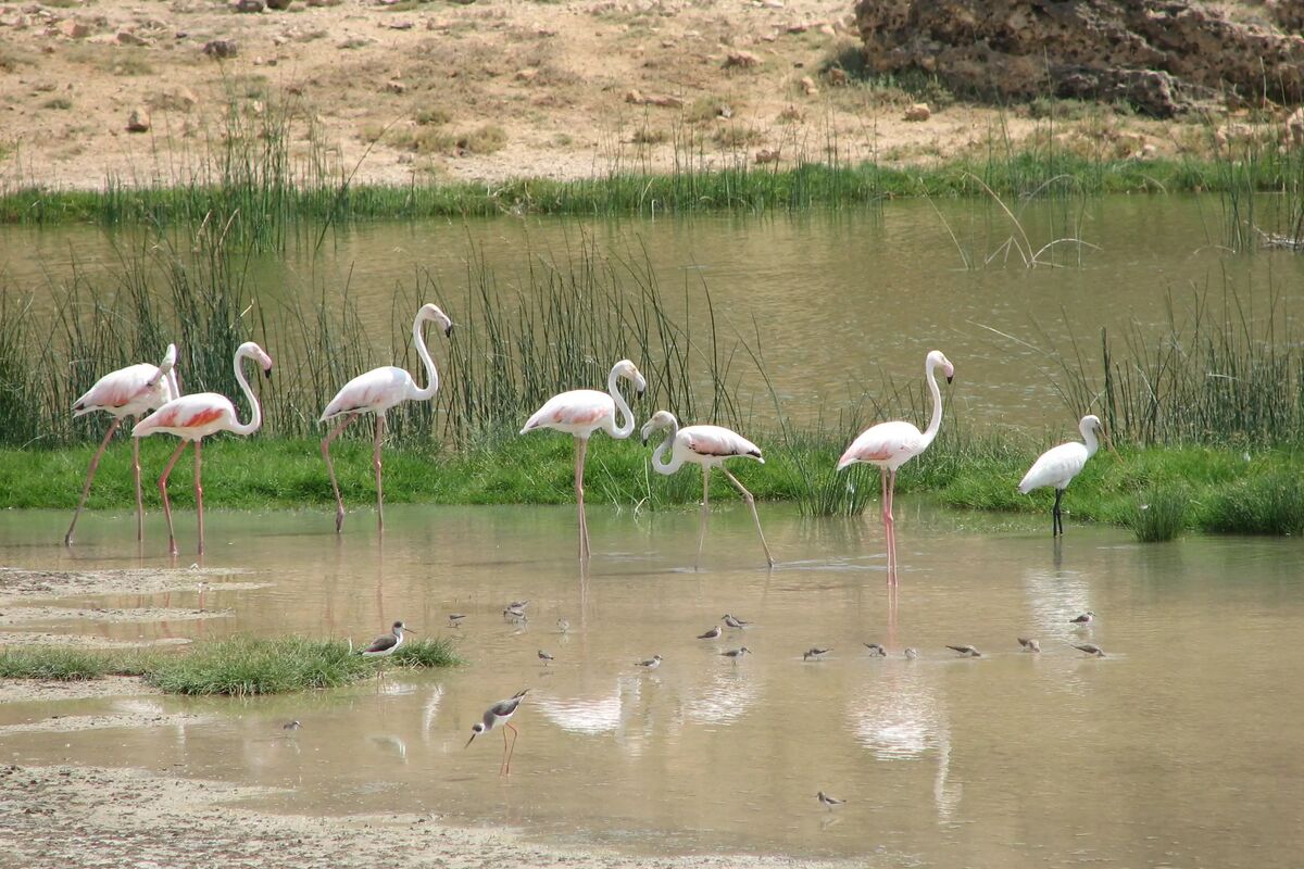 Flamingos vid lagun