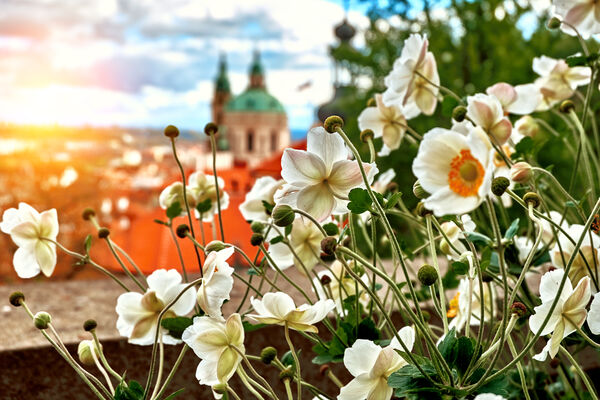 Foto: Shutterstock