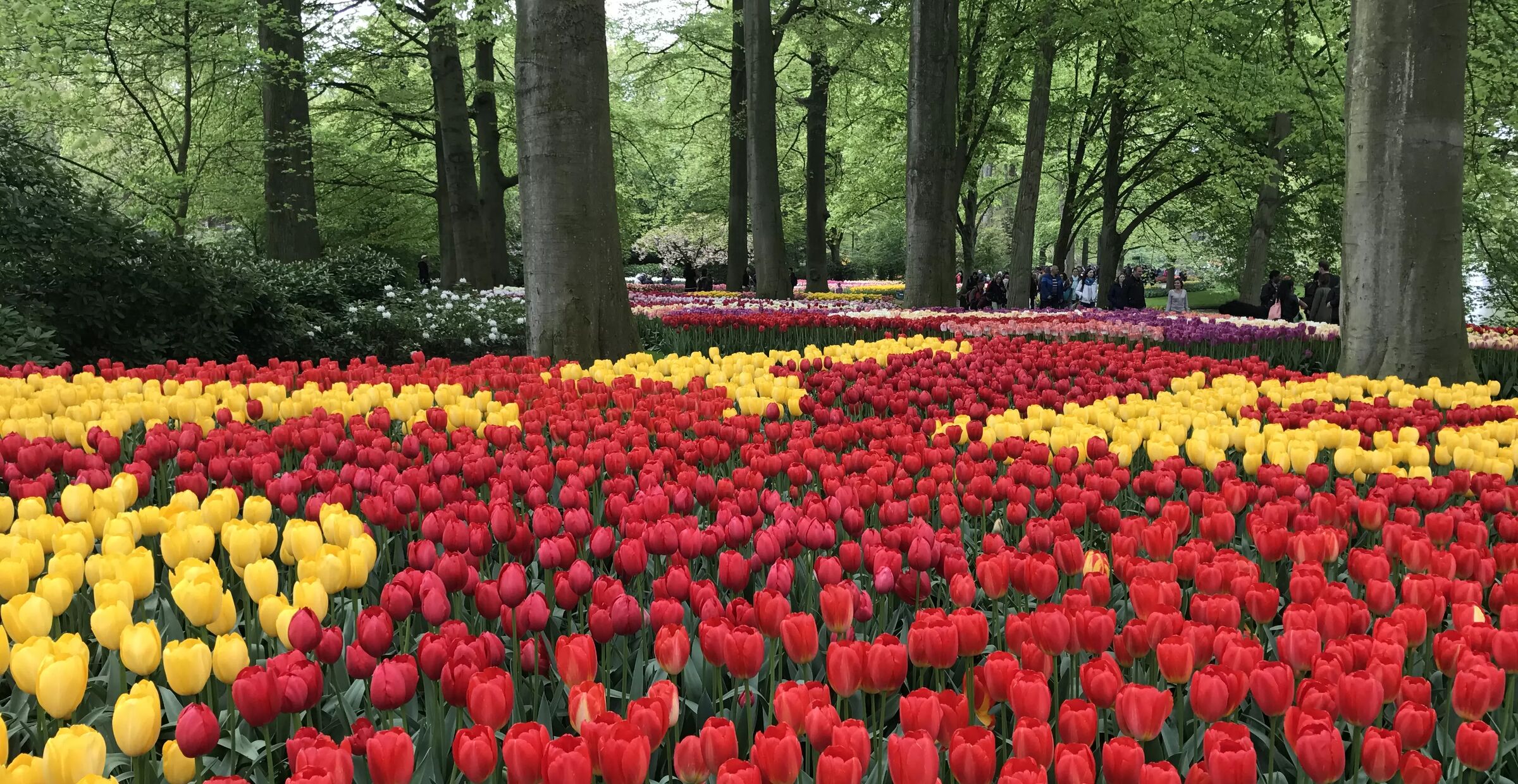 Flygresor från Göteborg till Holland