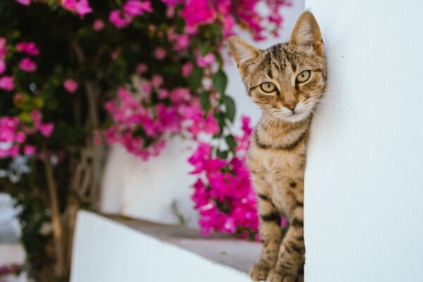 Foto: Shutterstock