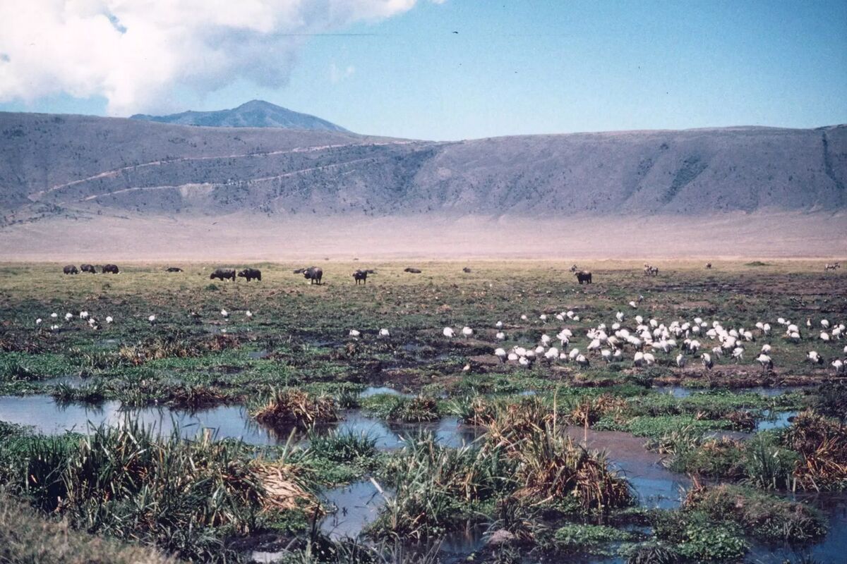 Ngorongoro - ibis och buffel
