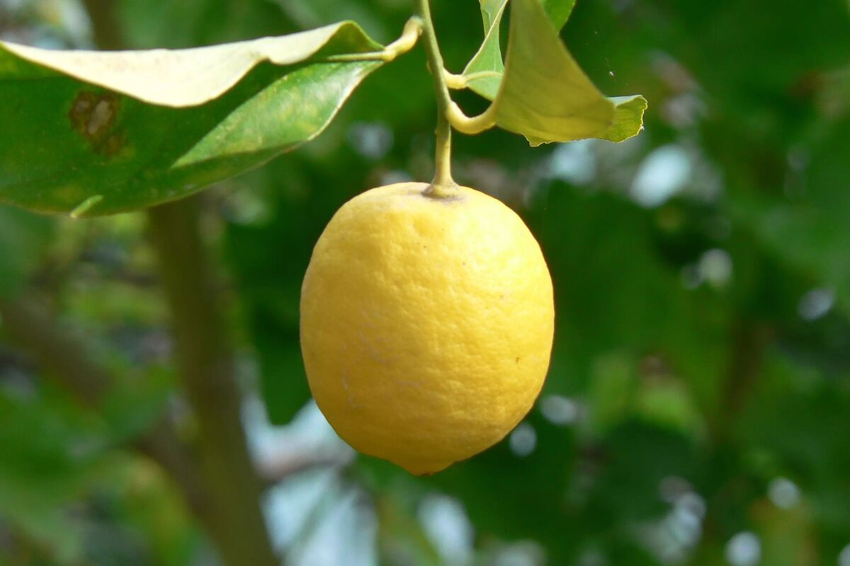 Citron i Aten.
