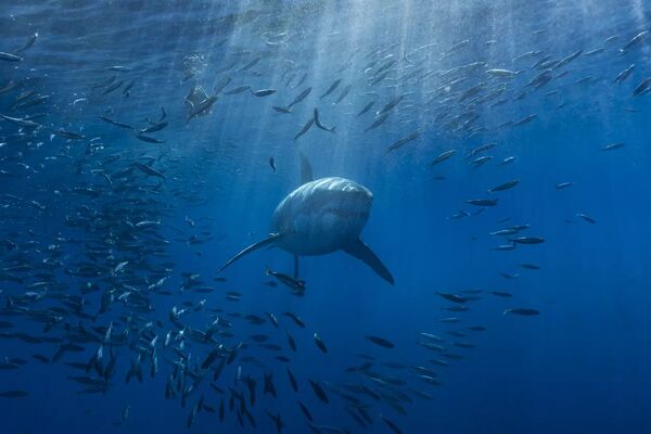 Foto: iStock