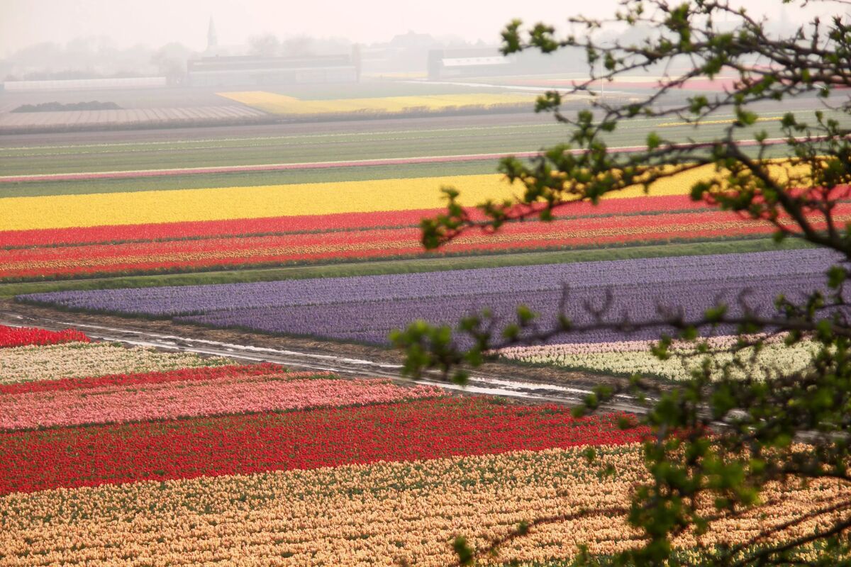 Tulpanfält i Keukenhof