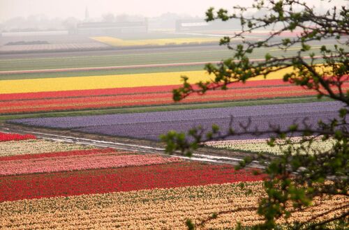 Tulpanfält i Keukenhof