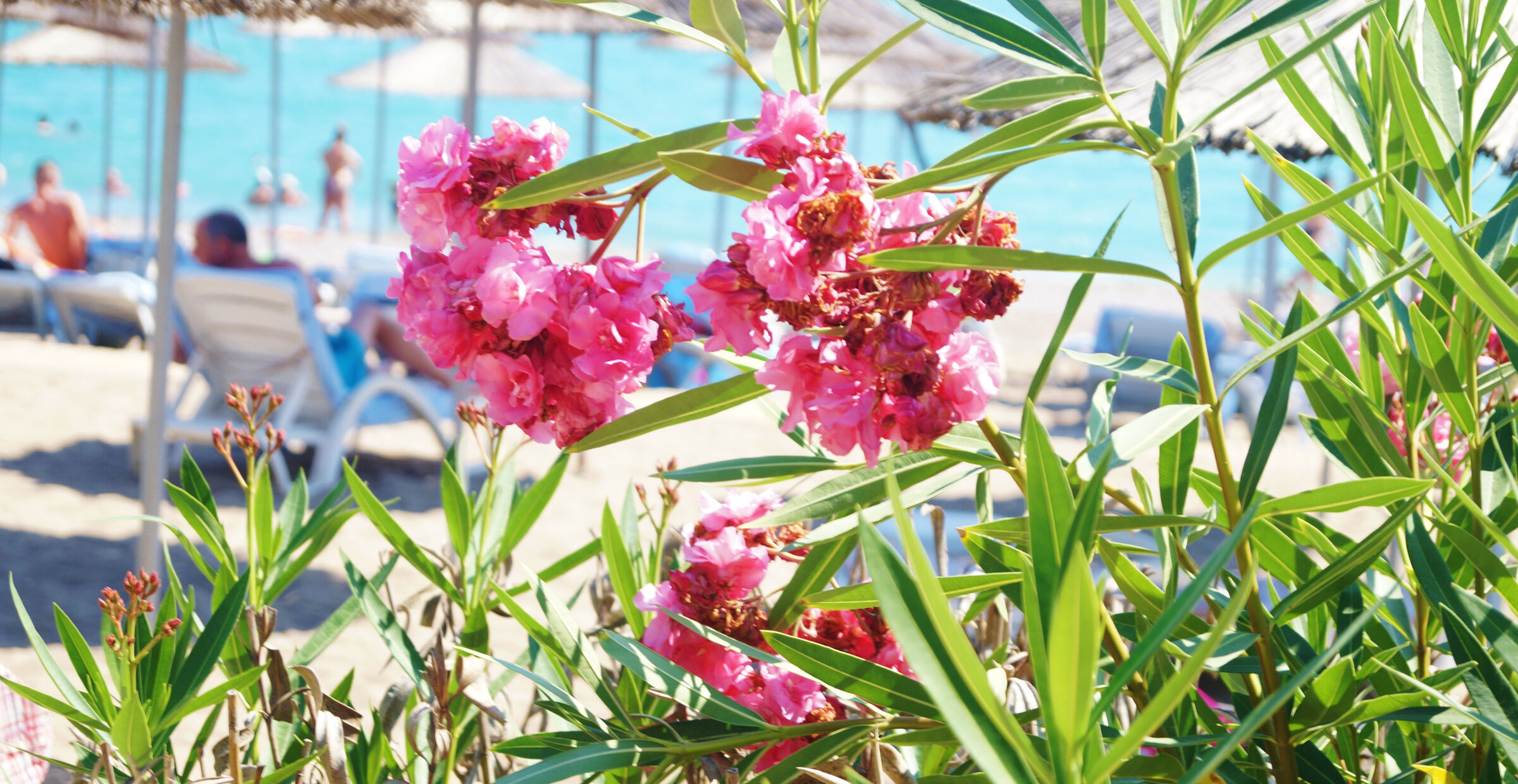 Hitta resan på Sveriges största reseguide.