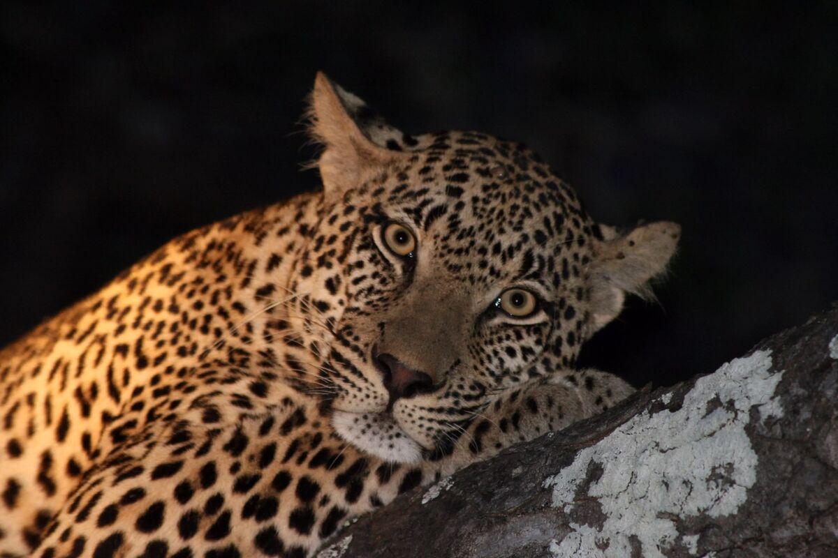 Leopard