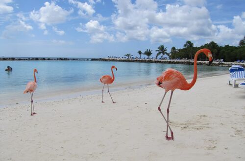 Flamingos