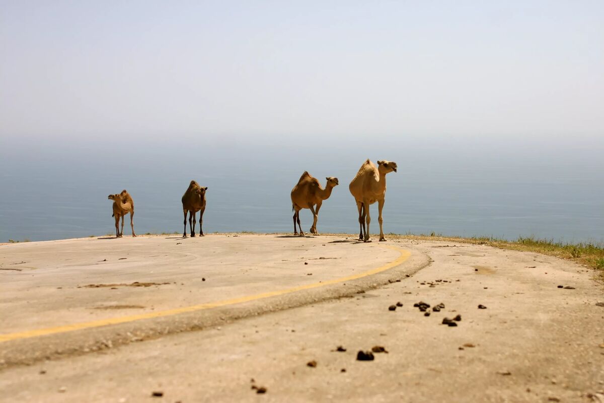camels