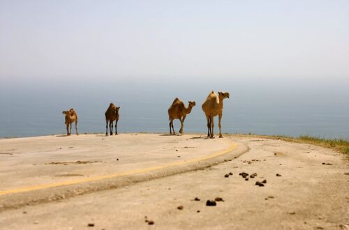 camels